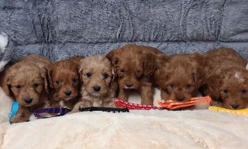 Cavapoo