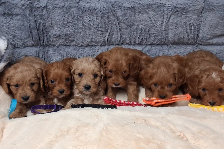 Cavapoo