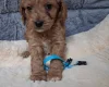 Cavapoo