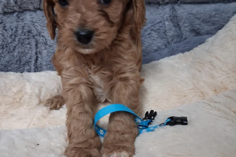 Cavapoo