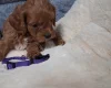 Cavapoo