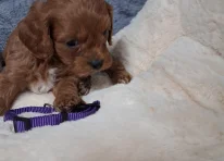 Puppy 5