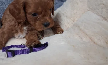 Cavapoo