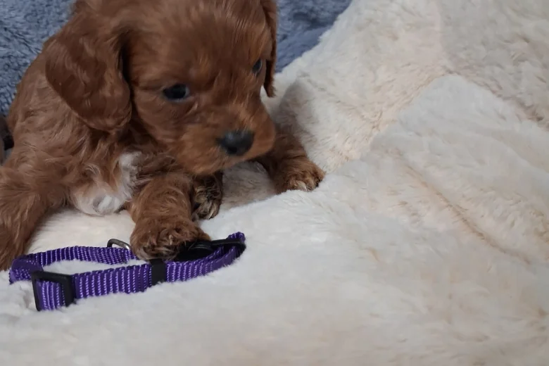 Cavapoo