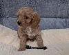 Cavapoo