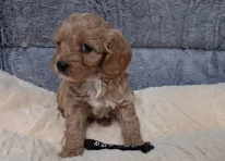 Puppy 4