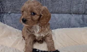 Cavapoo