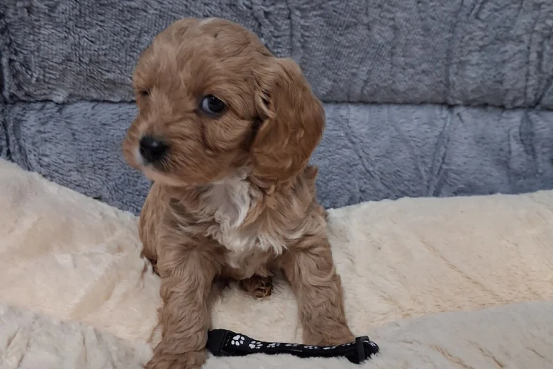 Cavapoo