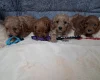 Cavapoo