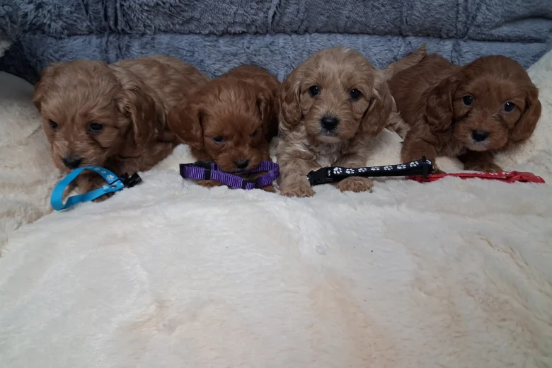 Cavapoo