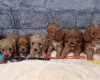 Cavapoo
