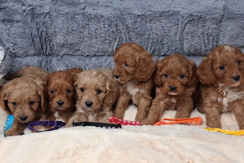 Cavapoo