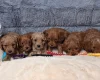Cavapoo