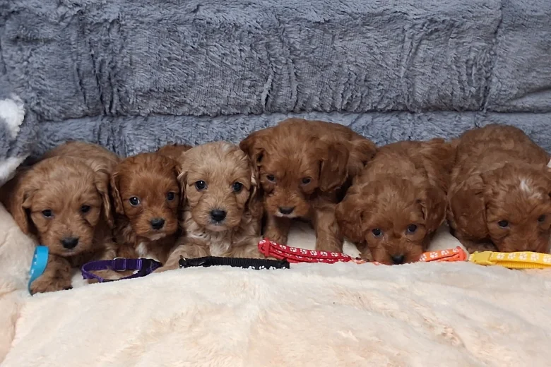 Cavapoo