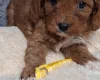Cavapoo