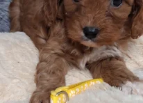 Puppy 2