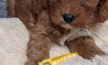 Cavapoo