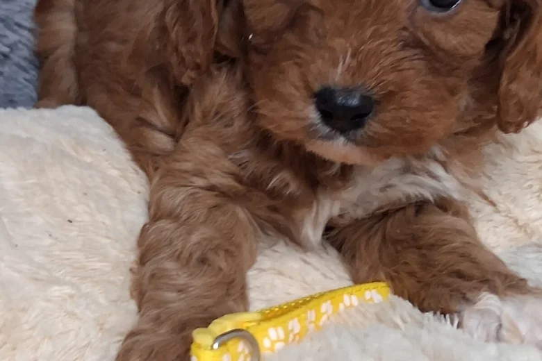 Cavapoo