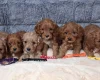 Cavapoo