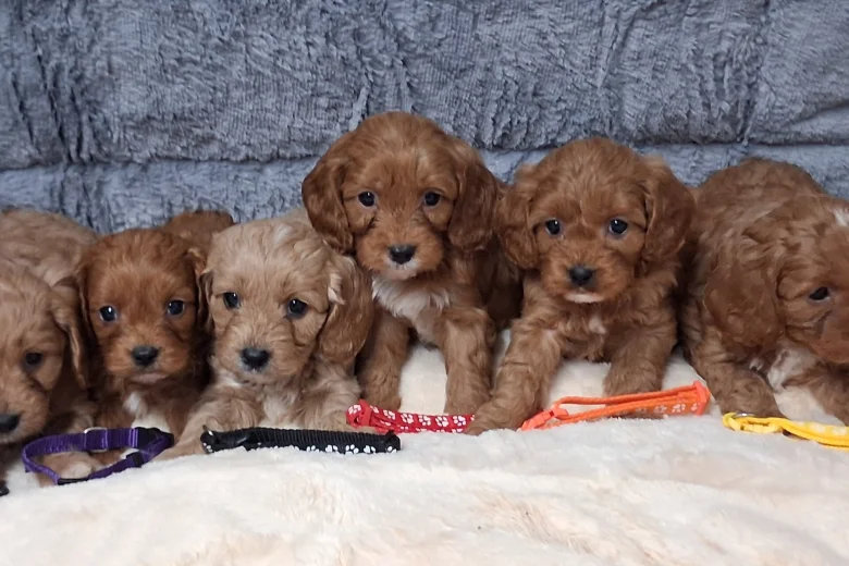 Cavapoo
