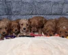 Cavapoo