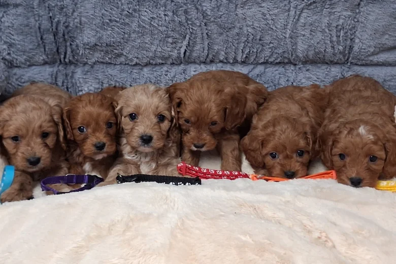 Cavapoo