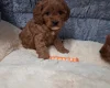 Cavapoo