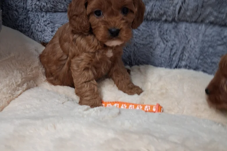 Cavapoo