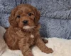 Cavapoo