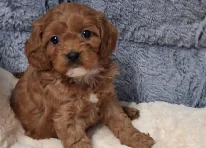 Puppy 1