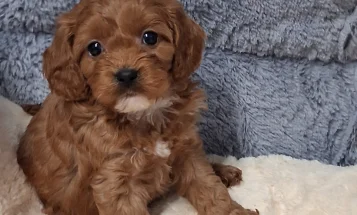 Cavapoo