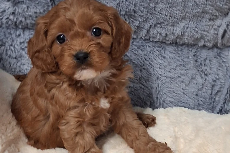 Cavapoo
