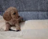 Cavapoo