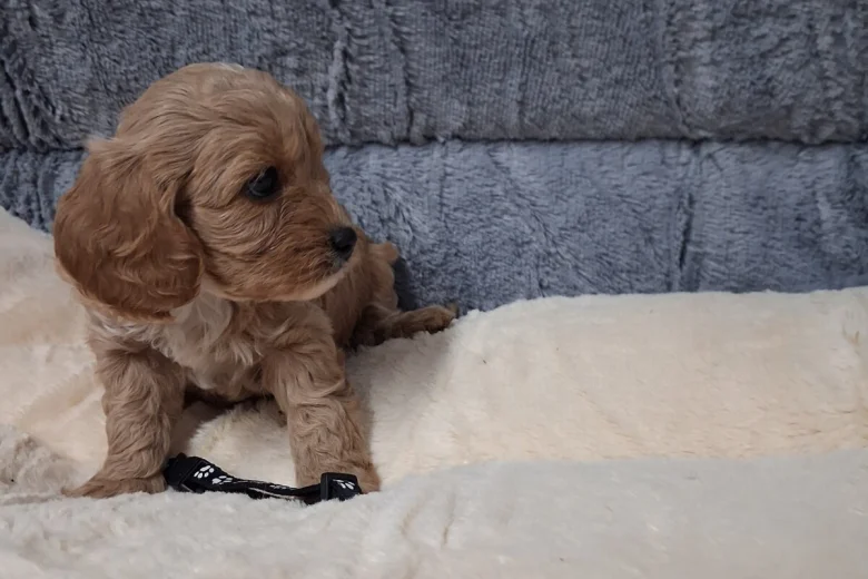 Cavapoo