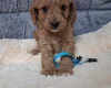 Cavapoo