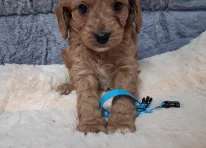 Puppy 6