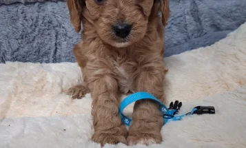 Cavapoo