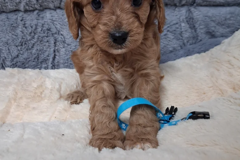 Cavapoo