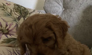 Cavapoo