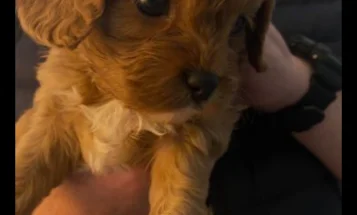 Cavapoo