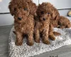 Cavapoo