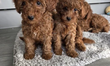 Cavapoo
