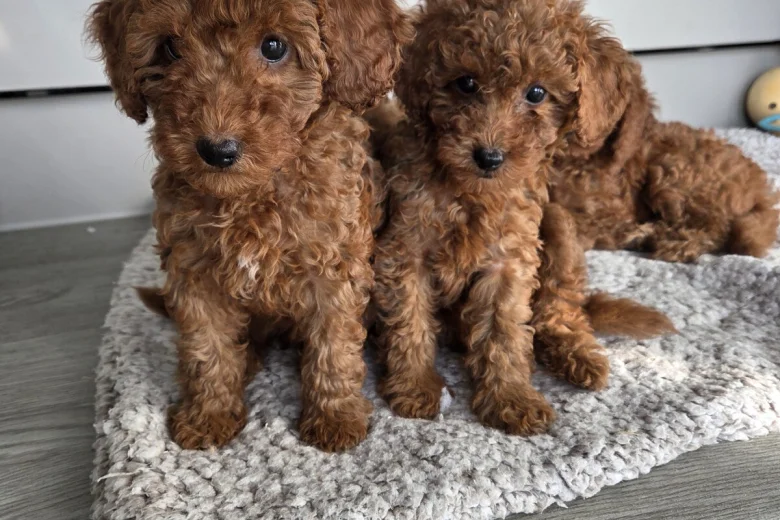 Cavapoo