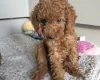 Cavapoo