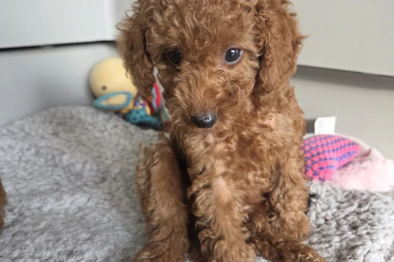 Cavapoo