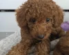 Cavapoo