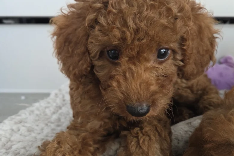 Cavapoo