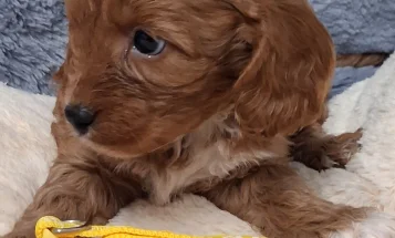 Cavapoo