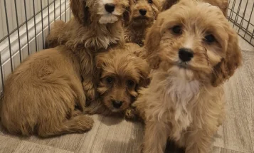Cavapoo