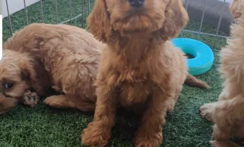 Cavapoo